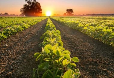 Gestão de demandas no agronegócio: aumente a produtividade e reduza riscos