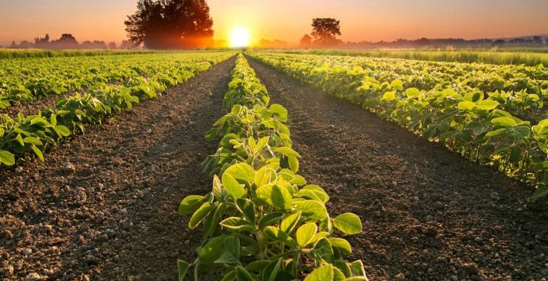 Gestão de demandas no agronegócio: aumente a produtividade e reduza riscos